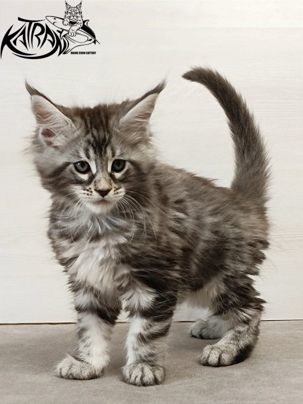 Katran Dukat - Кошеня мейн-кун 2 місяця
