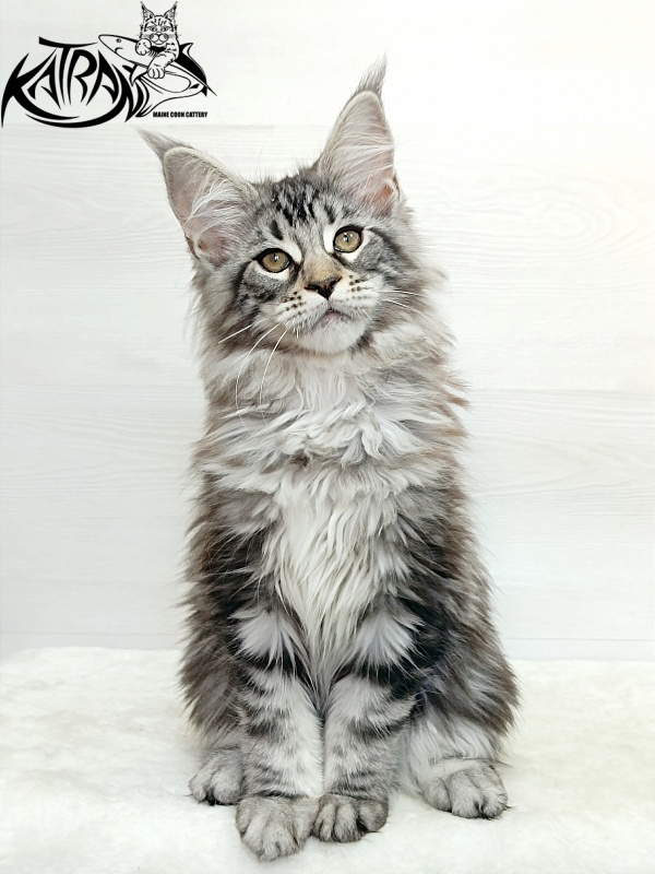 Katran Dukat - Кошеня мейн-кун 3 місяця 1 тиждень