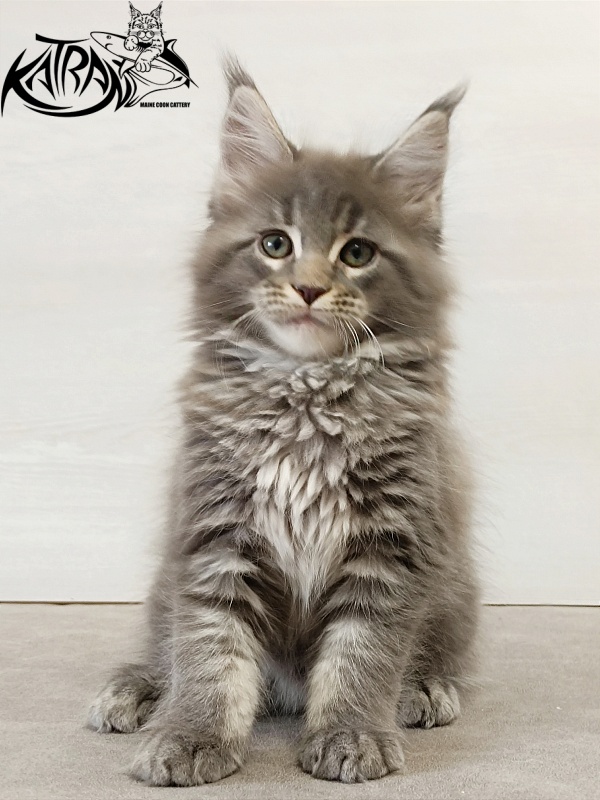 Katran Dakota - Кошеня мейн-кун 2 місяця