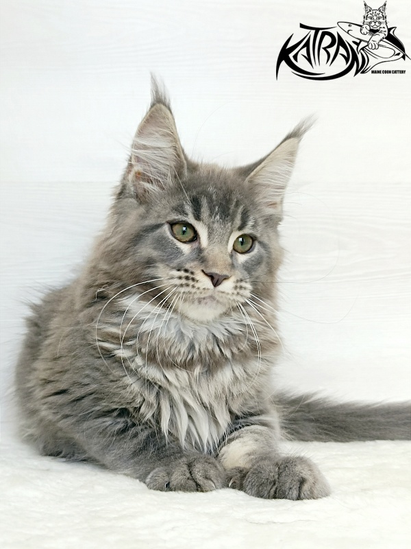 Katran Dakota - Кошеня мейн-кун 3 місяця 1 тиждень