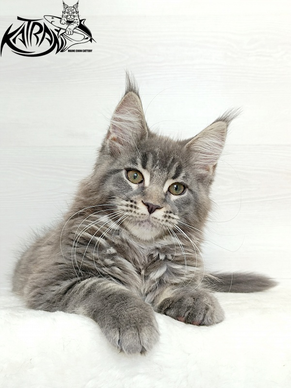 Katran Dakota - Кошеня мейн-кун 3 місяця 1 тиждень