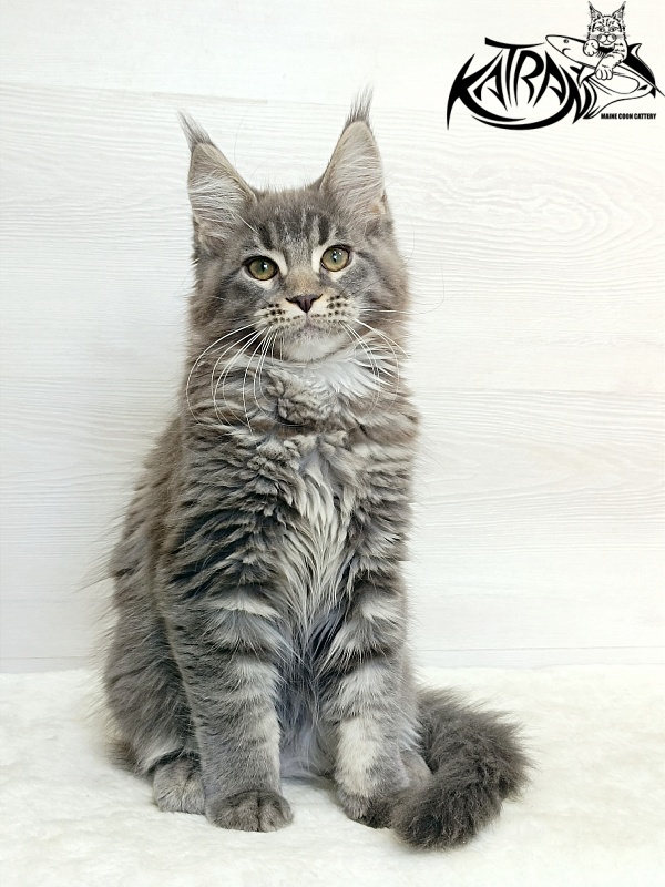 Katran Dakota - Кошеня мейн-кун 3 місяця 1 тиждень