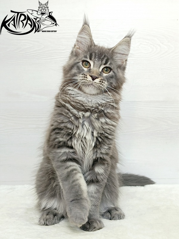 Katran Dakota - Кошеня мейн-кун 3 місяця 1 тиждень