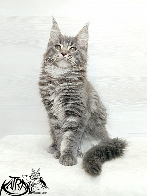 Katran Dakota - Кошеня мейн-кун 3 місяця 1 тиждень