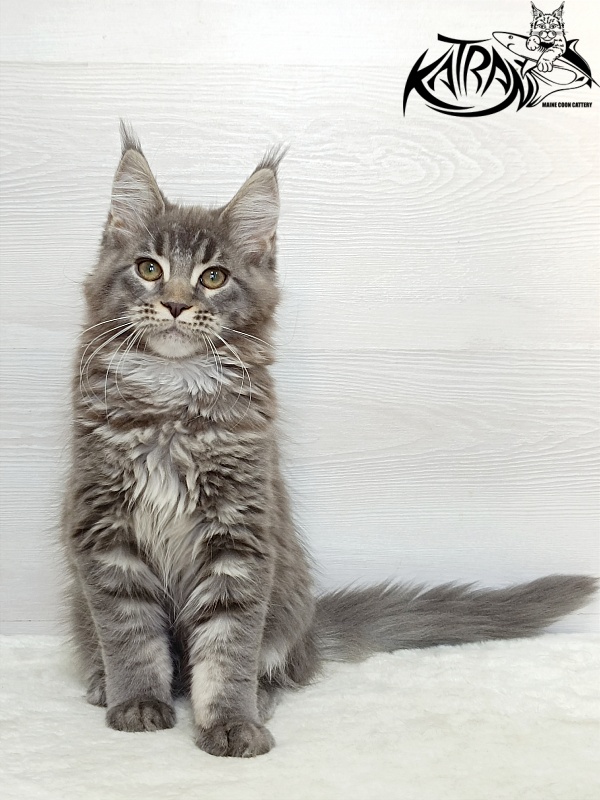 Katran Dakota - Кошеня мейн-кун 3 місяця 1 тиждень