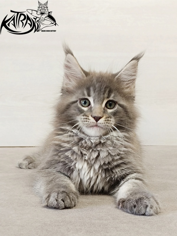 Katran Dakota - Кошеня мейн-кун 2 місяця