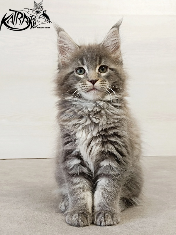 Katran Dakota - Кошеня мейн-кун 2 місяця