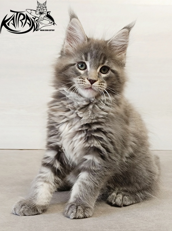 Katran Dakota - Кошеня мейн-кун 2 місяця
