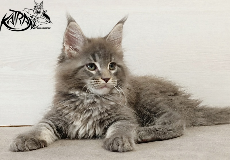 Katran Dakota - Кошеня мейн-кун 2 місяця