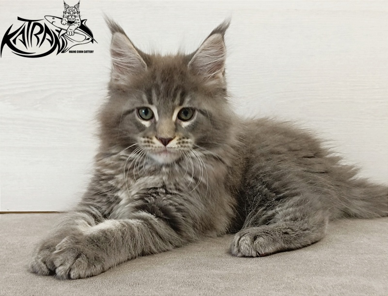 Katran Dakota - Кошеня мейн-кун 2 місяця