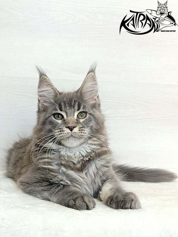 Katran Dakota - Кошеня мейн-кун 3 місяця 1 тиждень