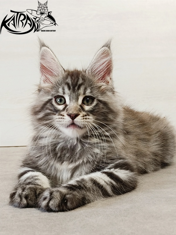 Katran Dallas - Кошеня мейн-кун 2 місяця