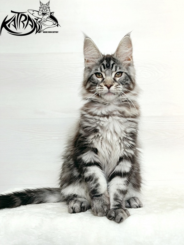 Katran Dallas - Кошеня мейн-кун 3 місяця 1 тиждень