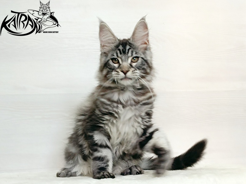 Katran Dallas - Кошеня мейн-кун 3 місяця 1 тиждень