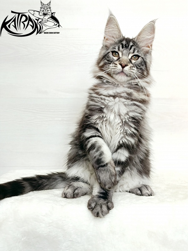 Katran Dallas - Кошеня мейн-кун 3 місяця 1 тиждень