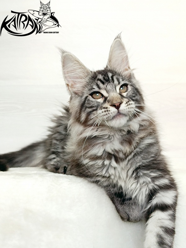 Katran Dallas - Кошеня мейн-кун 3 місяця 1 тиждень