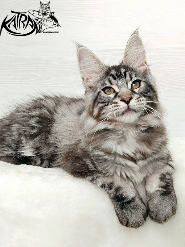 Katran Dallas - Кошеня мейн-кун 3 місяця 1 тиждень