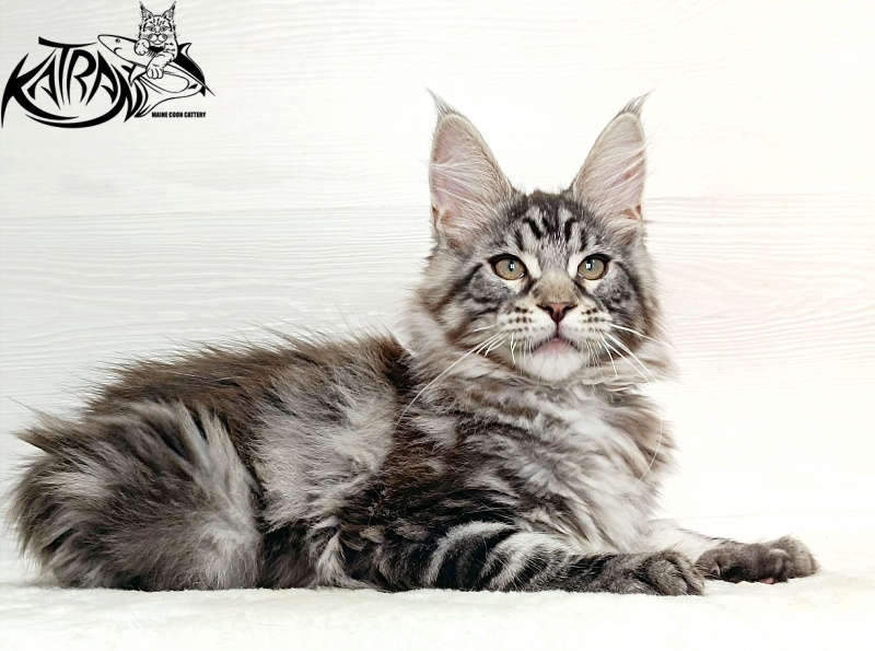 Katran Dallas - Кошеня мейн-кун 3 місяця 1 тиждень