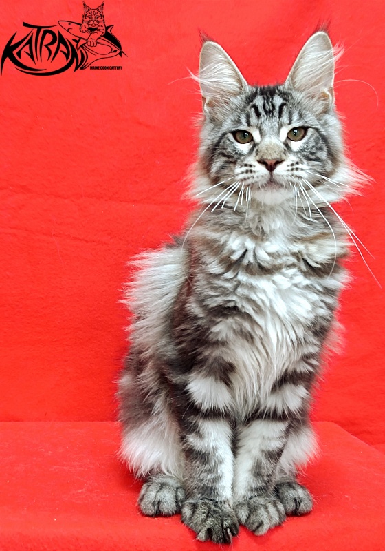 Katran Dallas - Кошеня мейн-кун 4 місяця