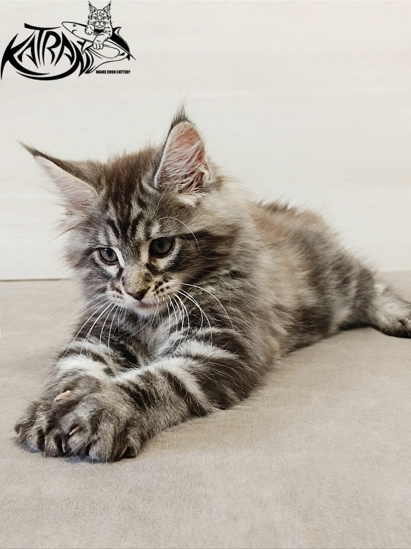Katran Dallas - Кошеня мейн-кун 2 місяця