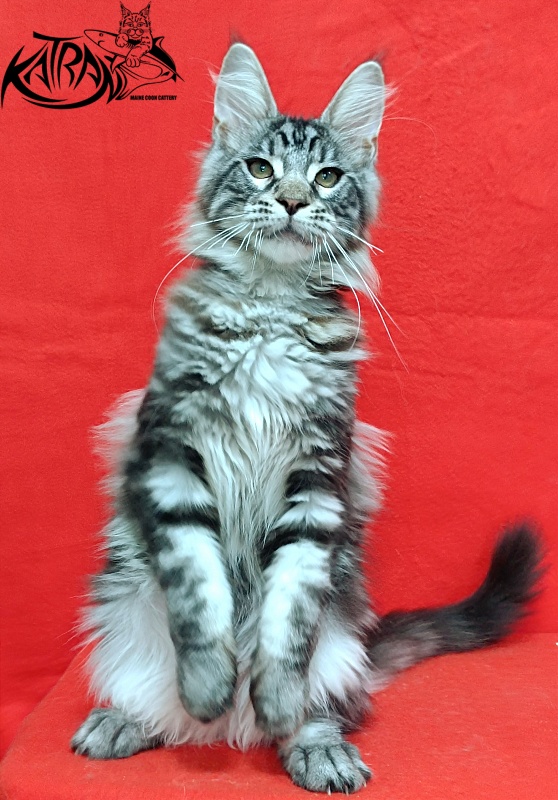 Katran Dallas - Кошеня мейн-кун 4 місяця