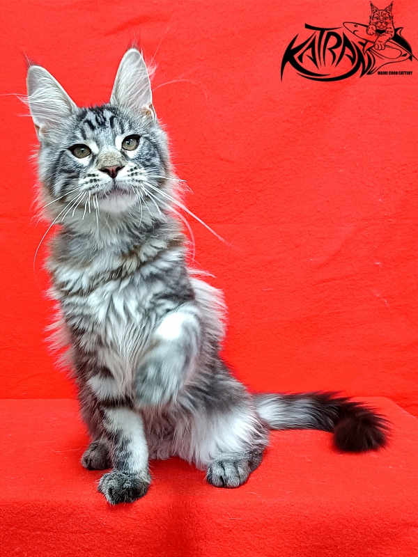 Katran Dallas - Кошеня мейн-кун 4 місяця