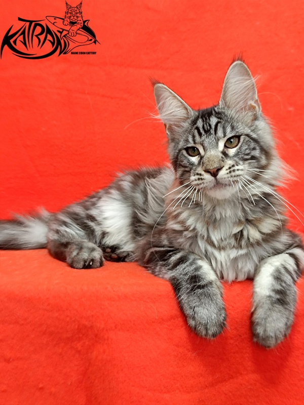 Katran Dallas - Кошеня мейн-кун 4 місяця