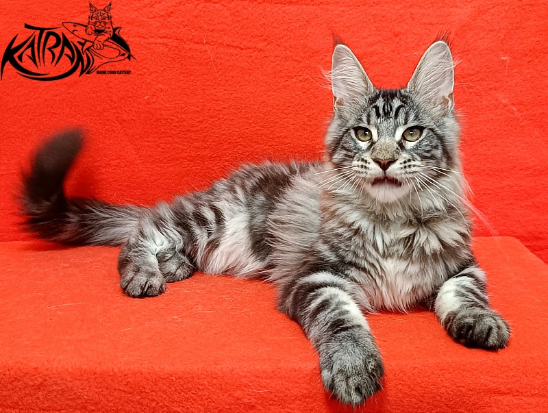 Katran Dallas - Кошеня мейн-кун 4 місяця