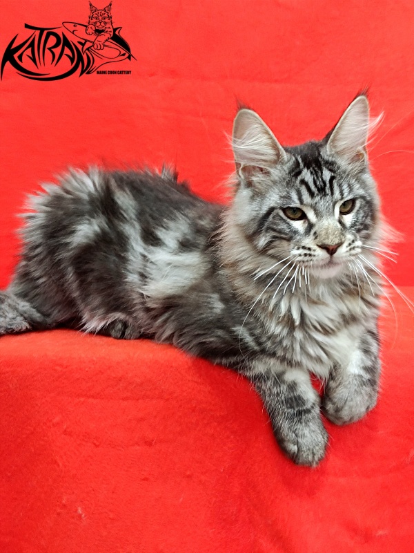 Katran Dallas - Кошеня мейн-кун 4 місяця