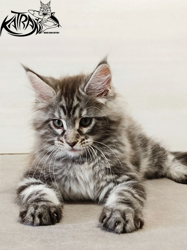 Katran Dallas - Кошеня мейн-кун 2 місяця
