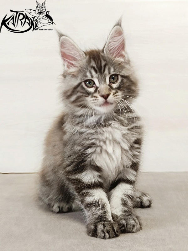 Katran Dallas - Кошеня мейн-кун 2 місяця