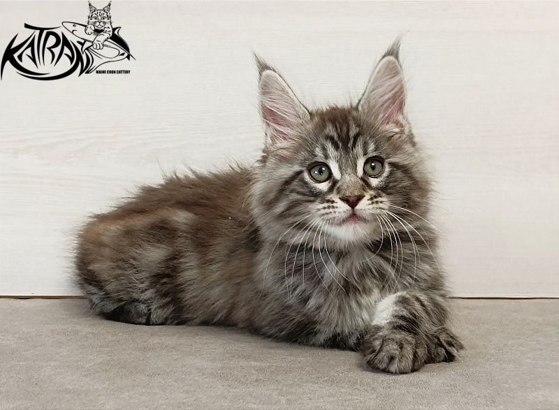 Katran Dallas - Кошеня мейн-кун 2 місяця