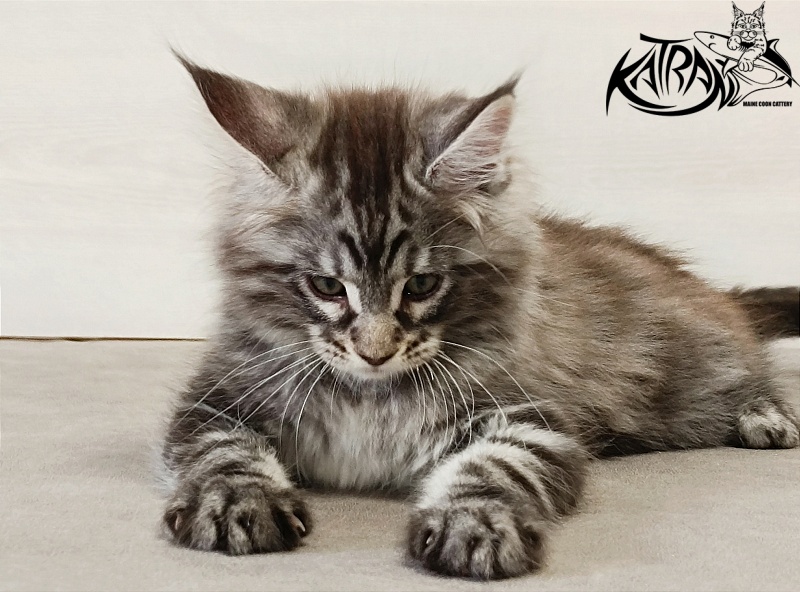 Katran Dallas - Кошеня мейн-кун 2 місяця