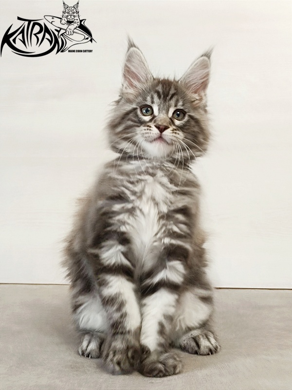 Katran Dallas - Кошеня мейн-кун 2 місяця