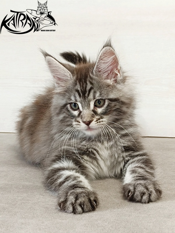Katran Dallas - Кошеня мейн-кун 2 місяця