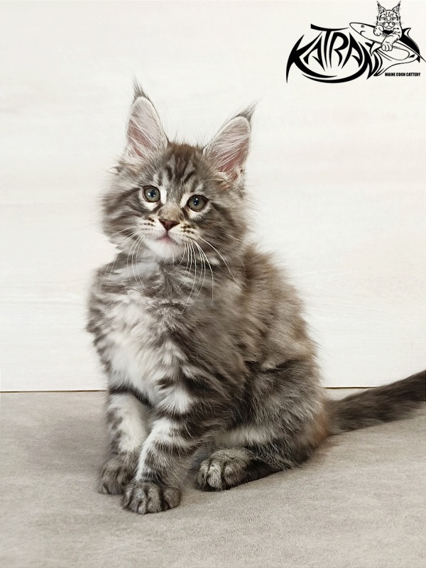 Katran Dallas - Кошеня мейн-кун 2 місяця