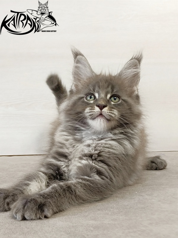Katran Denver - Kitten maine-coon 2 months