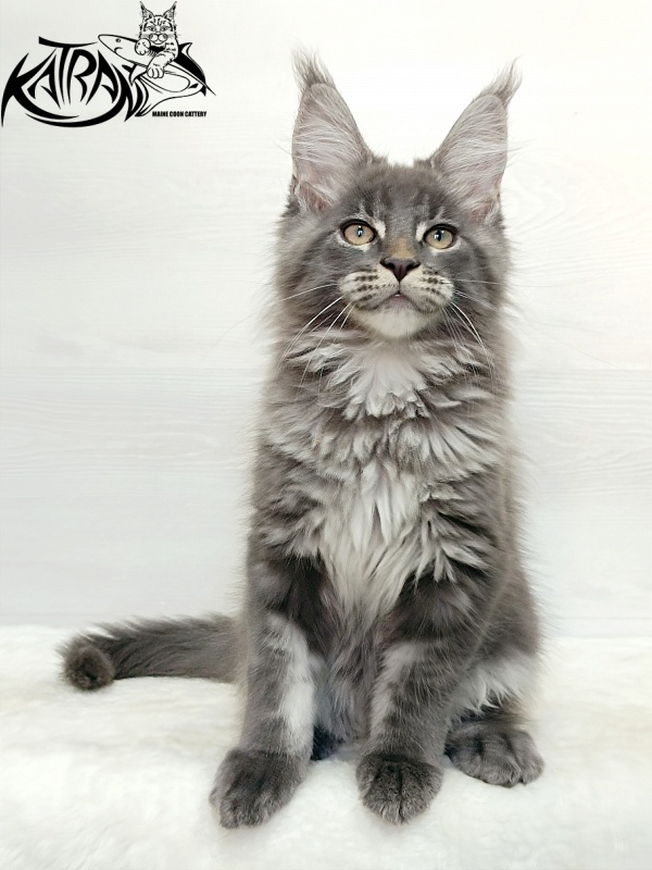 Katran Denver - Kitten maine-coon 3 months 1 week