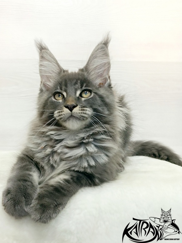 Katran Denver - Kitten maine-coon 3 months 1 week