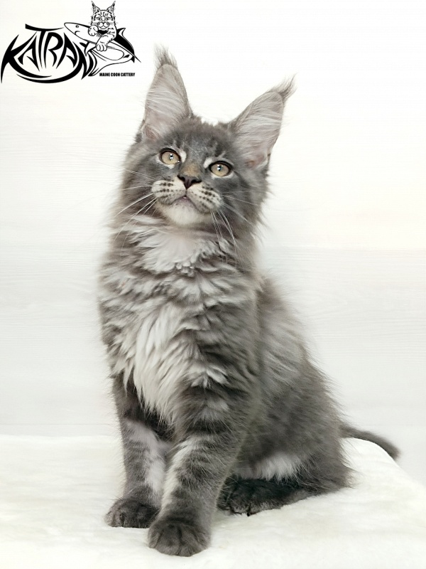 Katran Denver - Kitten maine-coon 3 months 1 week