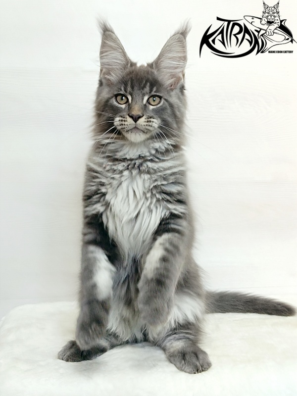 Katran Denver - Kitten maine-coon 3 months 1 week