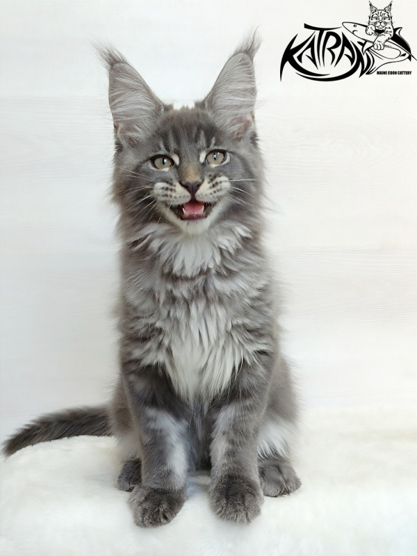 Katran Denver - Kitten maine-coon 3 months 1 week