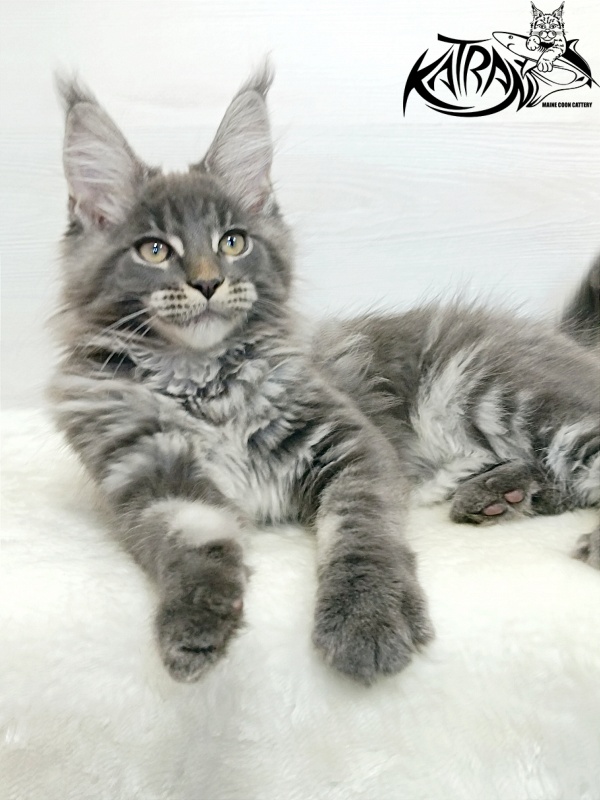 Katran Denver - Kitten maine-coon 3 months 1 week