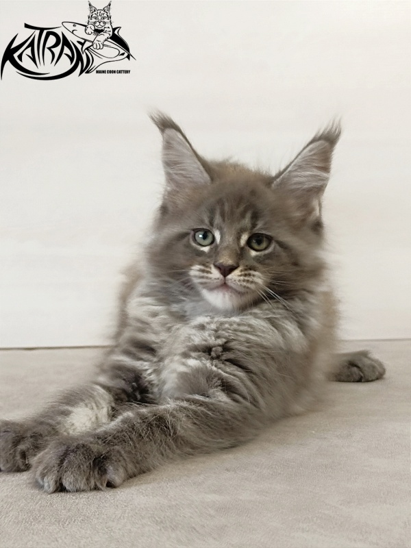 Katran Denver - Kitten maine-coon 2 months