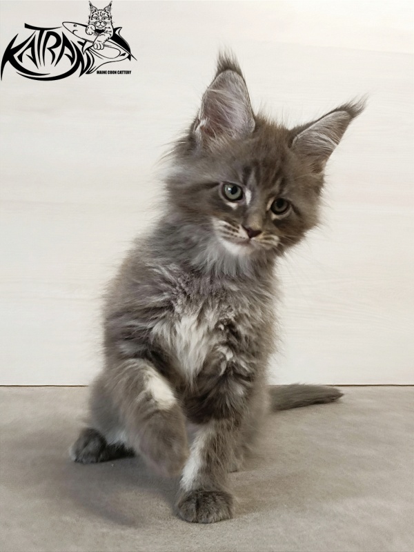 Katran Denver - Kitten maine-coon 2 months