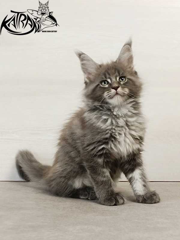 Katran Denver - Kitten maine-coon 2 months