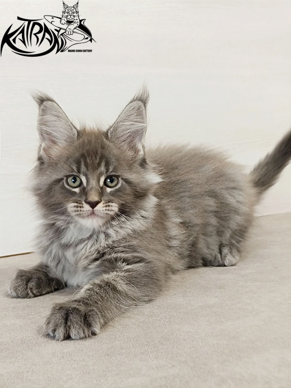 Katran Denver - Kitten maine-coon 2 months