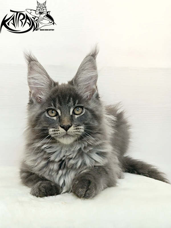 Katran Denver - Kitten maine-coon 3 months 1 week