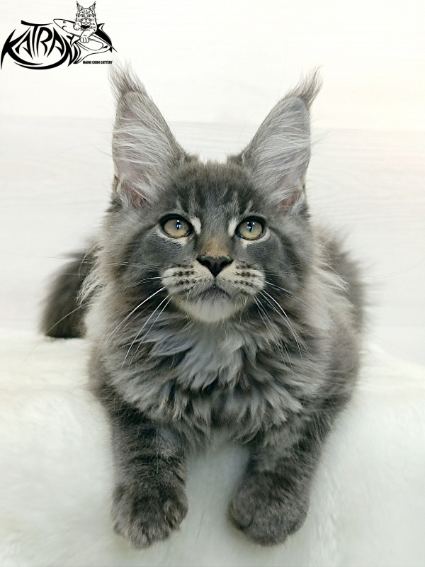 Katran Denver - Kitten maine-coon 3 months 1 week