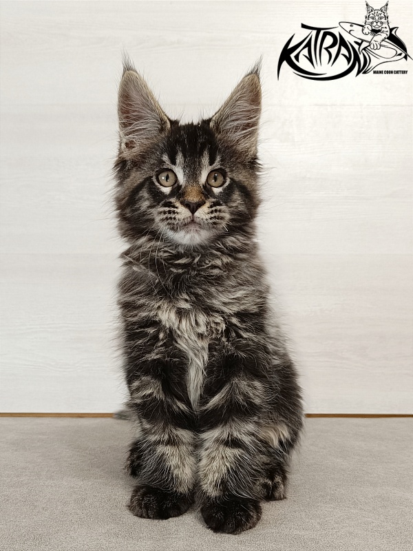 Katran Edgar - Kitten maine-coon 2 months